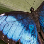 Blauer Morpho Blauer Morpho