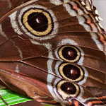 Blauer Morpho Blauer Morpho