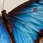 Blauer Morpho