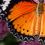 Leopard Lacewing Leopard Lacewing