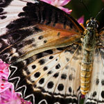 Leopard Lacewing Leopard Lacewing
