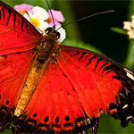 Red Lacewing