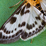 Brennnesselzünsler Brennnesselzünsler