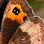 Graubindiger Mohrenfalter Graubindiger Mohrenfalter