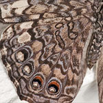 Grauer Mosaikfalter Grauer Mosaikfalter