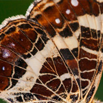 Landkärtchen Landkärtchen