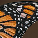 Amerikanischer Monarch Amerikanischer Monarch