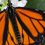 Amerikanischer Monarch Amerikanischer Monarch