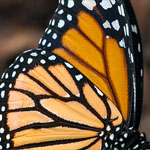 Amerikanischer Monarch Amerikanischer Monarch