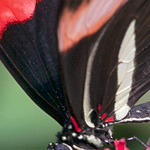 Passionsblumenfalter Heliconius melpomene Passionsblumenfalter Heliconius melpomene