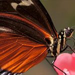 Passionsblumenfalter Heliconius hecale Passionsblumenfalter Heliconius hecale