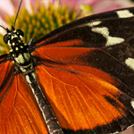 Passionsblumenfalter Heliconius hecale