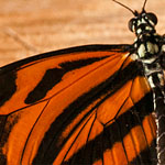 Passionsblumenfalter Heliconius ismenius Passionsblumenfalter Heliconius ismenius