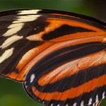Passionsblumenfalter Heliconius ismenius Passionsblumenfalter Heliconius ismenius
