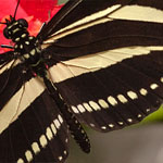 Passionsblumenfalter Heliconius charitonius Passionsblumenfalter Heliconius charitonius