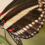 Passionsblumenfalter Heliconius charitonius Passionsblumenfalter Heliconius charitonius