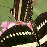 Passionsblumenfalter Heliconius charitonius