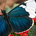 Passionsblumenfalter Heliconius sapho Passionsblumenfalter Heliconius sapho