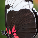 Passionsblumenfalter Heliconius sapho