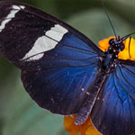 Passionsblumenfalter Heliconius sara