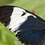 Passionsblumenfalter Heliconius cydno