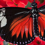 Passionsblumenfalter Heliconius doris Passionsblumenfalter Heliconius doris