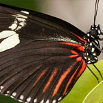 Passionsblumenfalter Heliconius doris