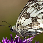 Schachbrettfalter Schachbrettfalter