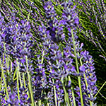 Duft der Blumen Duft der Blumen