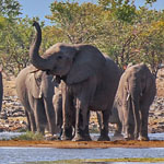 Mücke und Elefant Mücke und Elefant