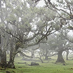 Nebel Nebel