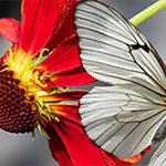 Schmetterling Schmetterling