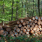 Wald und Brennholz Wald und Brennholz