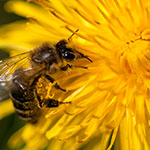 Wiesenblumen und Bienen