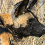 Afrikanischer Wildhund