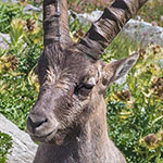 Alpensteinbock