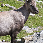 Alpensteinbock