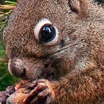 American Red Squirrel American Red Squirrel