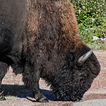 Amerikanischer Bison