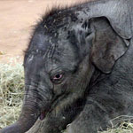 Asiatischer Elefant Asiatischer Elefant