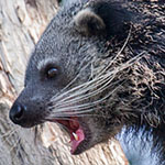 Binturong