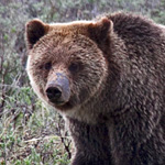 Braunbär oder Grizzly