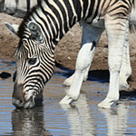 Burchell-Zebra Burchell-Zebra
