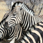 Burchell-Zebra Burchell-Zebra