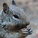 California Squirrel