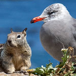 California Squirrel