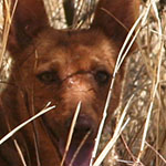 Dingo Dingo