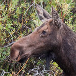 Yellowstone-Elch Yellowstone-Elch