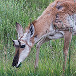 Gabelbock Gabelbock