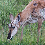 Gabelbock